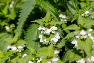 blooming nettle flowers, naturally growing health plants