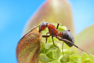 The ant systematically examines the young leaves of the grass. In the spring it is cool and the ant does not run as fast as in the summer.