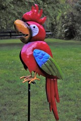 red and yellow macaw