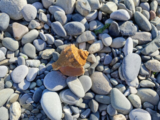 Sea shells closeup. A beautiful shell on the pebbled seashore. Conch shells at the beach, selective focus. Coast background