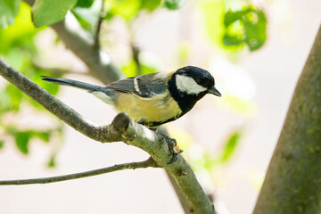 Great tit on a branch in the garden.