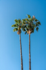 Fototapeta premium Palm Trees In Barcelona City, Spain