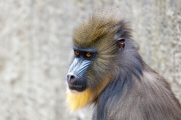 Mandrill (young female) on nature background