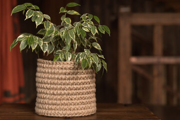 home plant in handmade knitted from jute flower pot indoors