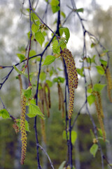 Spring flowering birch tree. Soft, weightless earrings.