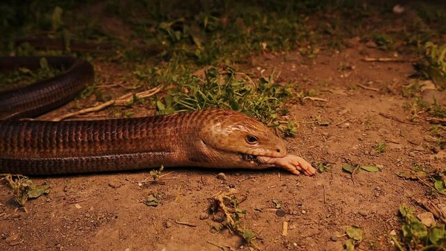 European legless lizard feeding a rat.
it's Not a snake, glass lizard.
its characteristics: Wide tongue, possessing eyelids, possessing external ear openings.
non venomous reptile, harmless.
reptiles