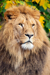 Lion (panthera Leo), close up portrait of a male lion