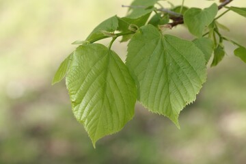 Fototapeta na wymiar Leaves of an American basswood tree, Tilia americana