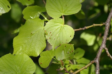 Leaves of an American basswood tree, Tilia americana