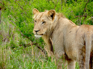Naklejka premium Portrait of a beautiful young male lion (Panthera leo) in Kruger National Park with green background. 
