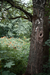 Fototapeta premium fairy forest