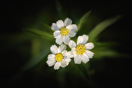 small white daisy flowers
