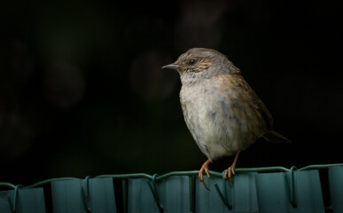 Small bird Dunnock. Small bird Dunnock lives across Europe, much seen in gardens.