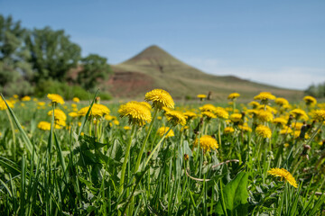 Green grass with yellow dandelions. Close-up of spring flowers. Against the background of a single mountain and a blue sky. There is a place for inserts.