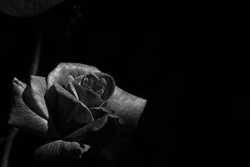 Gros plan de rose en noir et blanc