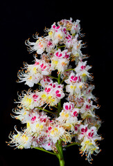 chestnut flower growing on black background