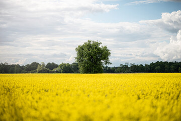 Rapeseed field with tree