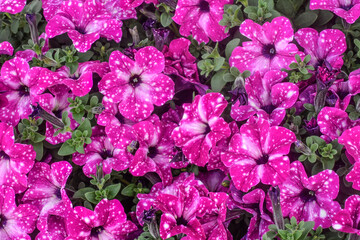 Beautiful fresh colorful pink with white spots, white and purple surfinia flowers in full bloom. Spring blossoms. Summer floral texture for background. Saturated vibrant colors.