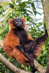red lemur (Eulemur rufus) in a tree © Edwin Butter