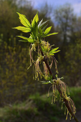 Flowering maple branches