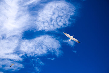 Naklejka na ściany i meble seagulls fly high in the blue sky. white birds on a blue background