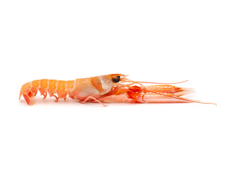 Langoustine known as Dublin Bay prawn or Norway Lobster (Nephrops norvegicus) isolated on white background