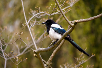 Obraz premium Eurasian magpie or common magpie (Pica pica)