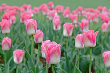 Tulips