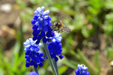 Blue inflorescences of muscari