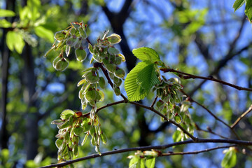 Blooming branches of an elm tree in spring