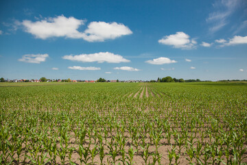 Fototapeta na wymiar Farmer's field with wheat sprouts on a blue cloud field