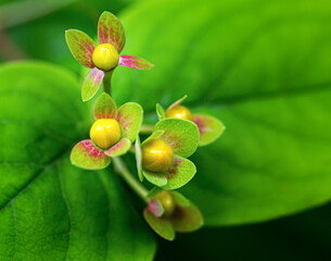 Macrophotographie de fleur sauvage - Millepertuis androsème - Hypericum androsaemum