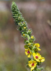 Macrophotographie de fleur sauvage - Molène noire - Verbascum nigrum