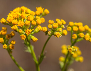Macrophotographie de fleur sauvage - Tanaisie commune - Tanacetum vulgare