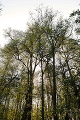 Fototapeta premium trees in the forest