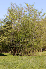 Obraz premium tree in the park