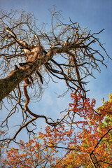Regard vers la cime d'un arbre