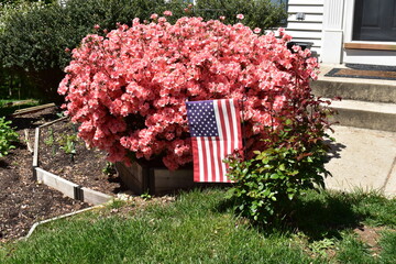 Pink Azalea Bush, American Flag and Young Rose Bush on a Front Lawn