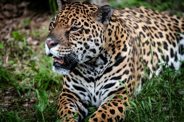 Fototapeta na wymiar very close-up of the leopard, one of the fastest predators with its beautiful colors