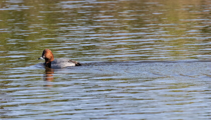 Pochard on water
