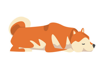 Shiba Inu as Japanese Breed of Hunting Dog with Prick Ears and Curled Tail in Lying Pose Vector Illustration