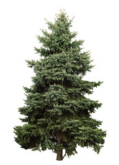 Beautiful evergreen fir tree on white background
