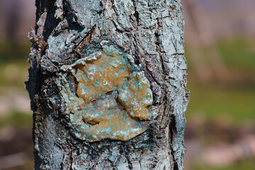 Treatment pruning site of garden tree branch with pitch. Tree trunk sprayed from pests and fungi...