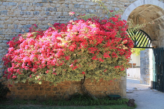 Travels In Portugal | Flowers At A Gate In Faro