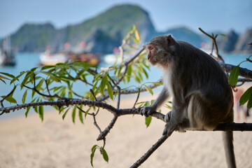 A macaque monkey sits on a tree on the Monkey Island in Lan Ha bay, Vietnam