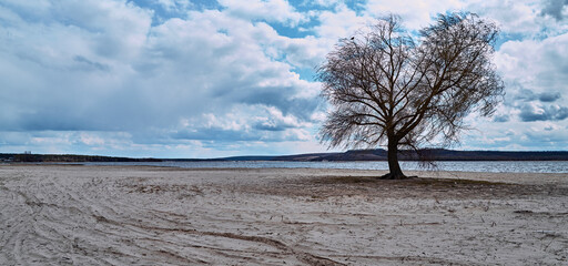 landscape with tree