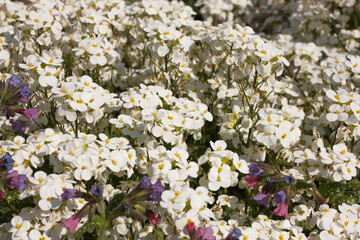 summer background of delicate white arabis flowers, selective focus