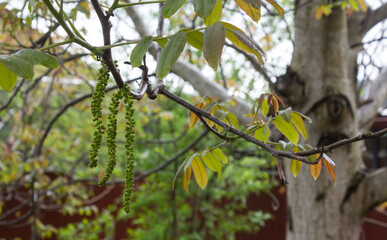 The vine blooms in spring