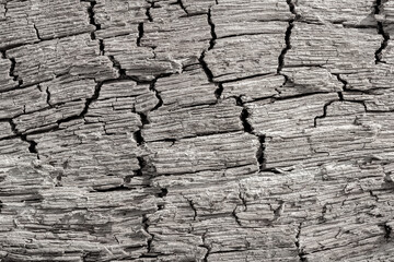 Old wood texture. Weathered rough gray surface of a dry wooden beam. Natural rustic background....