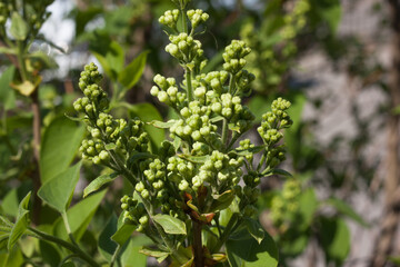 Fototapeta premium young green unblown lilac buds in the spring garden